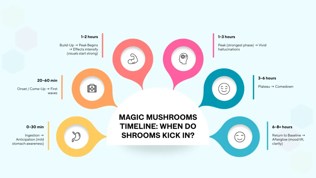 Timeline of How Long Shrooms Take to Hit